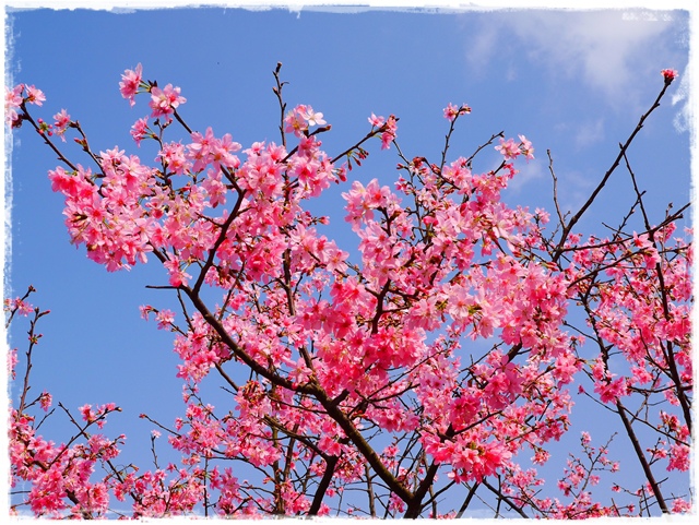 騰龍御櫻新店木柵老泉里滿山櫻花林秘境