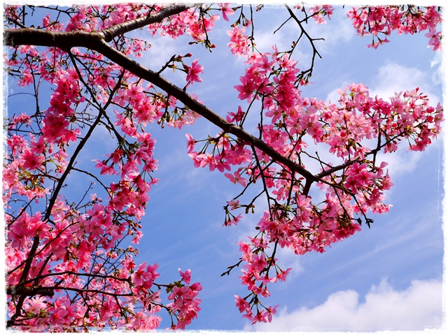 騰龍御櫻新店木柵老泉里滿山櫻花林秘境