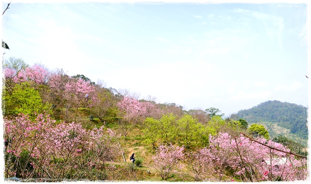 騰龍御櫻新店木柵老泉里滿山櫻花林秘境