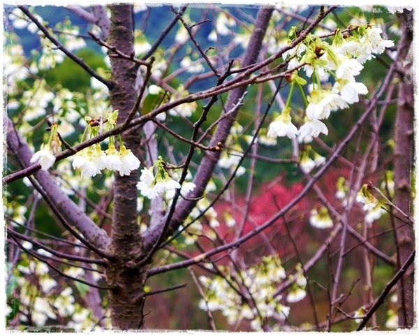 騰龍御櫻：【新北◍•ᴗ•◍新店】文山木柵老泉里✯私房景點・騰龍御櫻賞櫻｜漫山遍野櫻花林秘境[白色霧社山櫻、郁李、河津櫻、八重櫻]