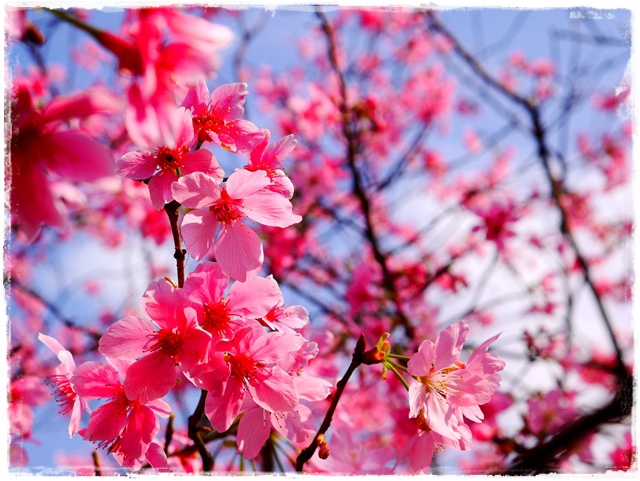 騰龍御櫻新店木柵老泉里滿山櫻花林秘境