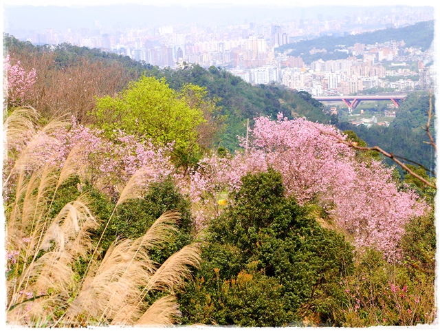 騰龍御櫻新店木柵老泉里滿山櫻花林秘境