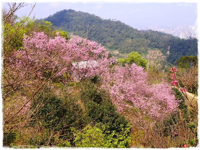 騰龍御櫻新店木柵老泉里滿山櫻花林秘境