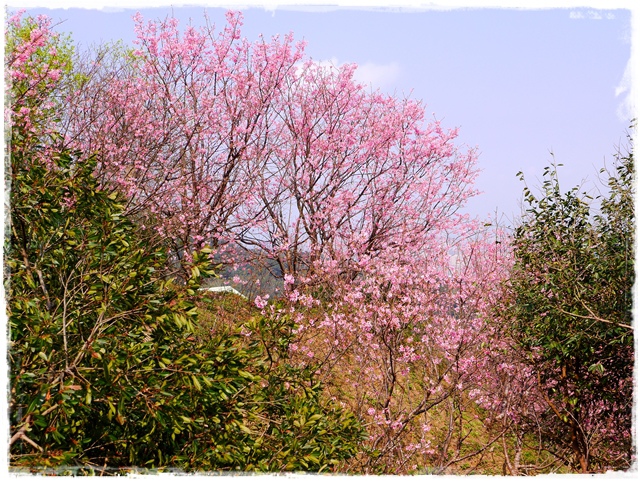 騰龍御櫻新店木柵老泉里滿山櫻花林秘境