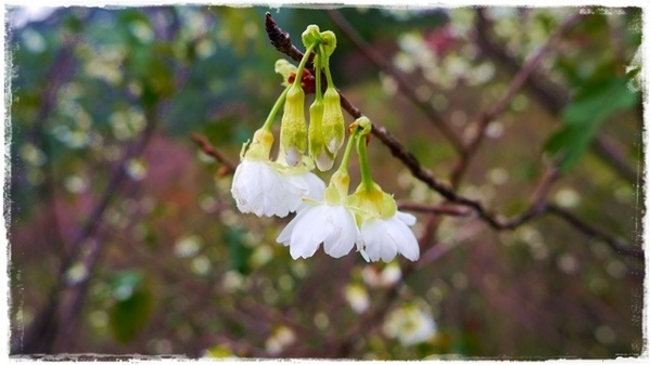 騰龍御櫻：【新北◍•ᴗ•◍新店】文山木柵老泉里✯私房景點・騰龍御櫻賞櫻｜漫山遍野櫻花林秘境[白色霧社山櫻、郁李、河津櫻、八重櫻]