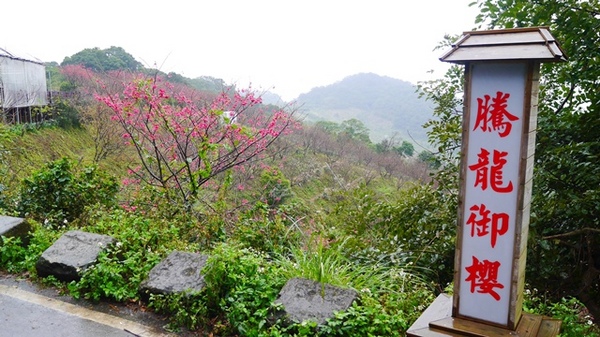 騰龍御櫻：【新北◍•ᴗ•◍新店】文山木柵老泉里✯私房景點・騰龍御櫻賞櫻｜漫山遍野櫻花林秘境[白色霧社山櫻、郁李、河津櫻、八重櫻]