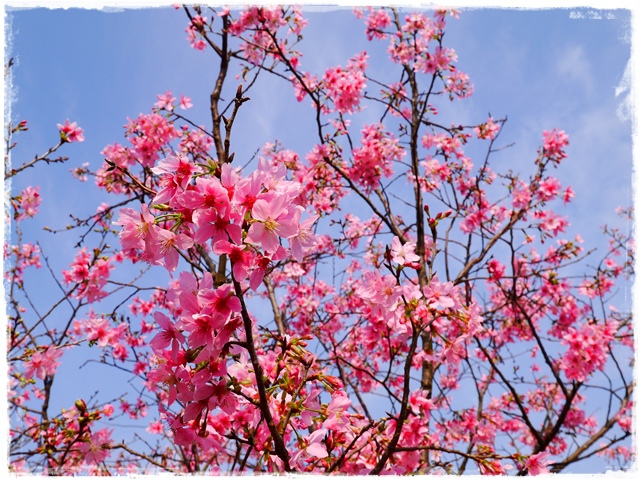 騰龍御櫻新店木柵老泉里滿山櫻花林秘境