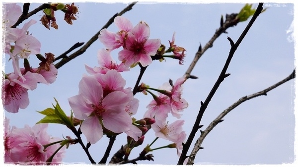 騰龍御櫻：【新北◍•ᴗ•◍新店】賞花・騰龍御櫻賞吉野櫻✯文山木柵貓空賞櫻景點｜漫山遍野櫻花林秘境[吉野櫻]