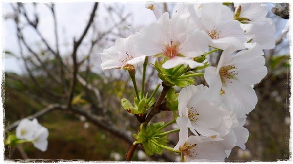 騰龍御櫻：【新北◍•ᴗ•◍新店】賞花・騰龍御櫻賞吉野櫻✯文山木柵貓空賞櫻景點｜漫山遍野櫻花林秘境[吉野櫻]