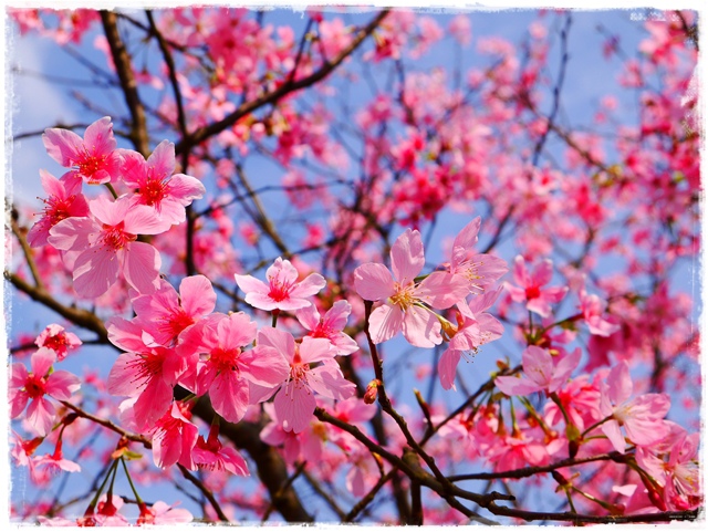 騰龍御櫻新店木柵老泉里滿山櫻花林秘境