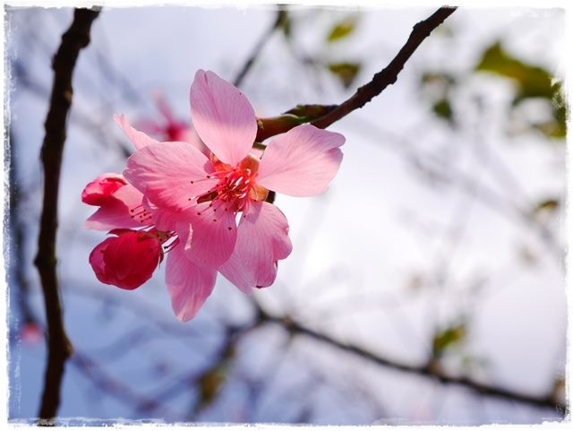 騰龍御櫻新店木柵老泉里滿山櫻花林秘境