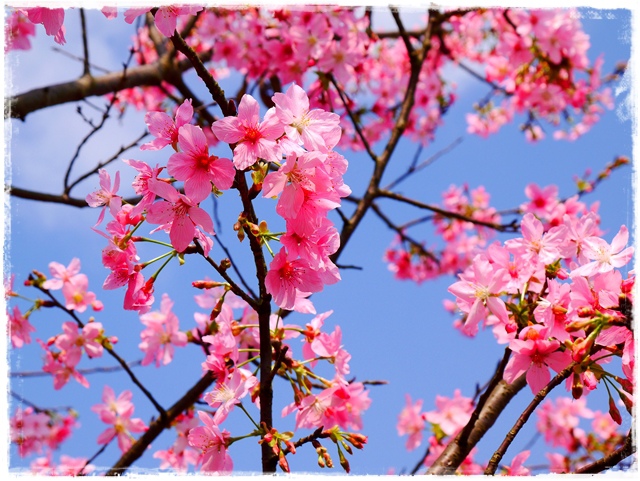 騰龍御櫻新店木柵老泉里滿山櫻花林秘境