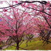內湖樂活公園東湖櫻花林