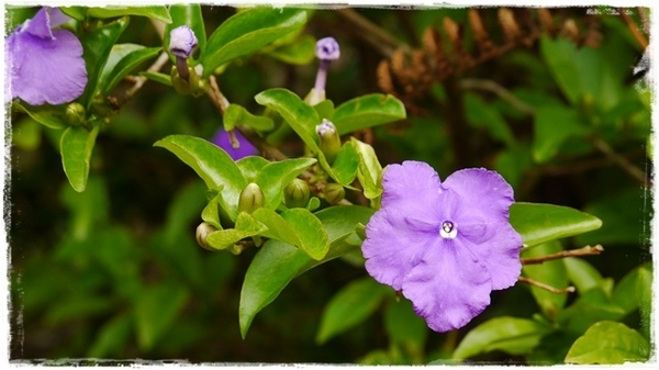 騰龍御櫻：【新北◍•ᴗ•◍新店】賞花・騰龍御櫻賞吉野櫻✯文山木柵貓空賞櫻景點｜漫山遍野櫻花林秘境[吉野櫻]