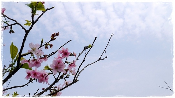 騰龍御櫻：【新北◍•ᴗ•◍新店】賞花・騰龍御櫻賞吉野櫻✯文山木柵貓空賞櫻景點｜漫山遍野櫻花林秘境[吉野櫻]