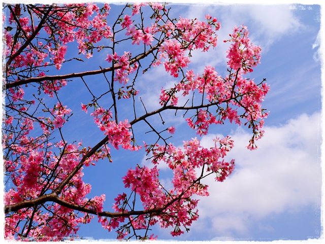 騰龍御櫻新店木柵老泉里滿山櫻花林秘境