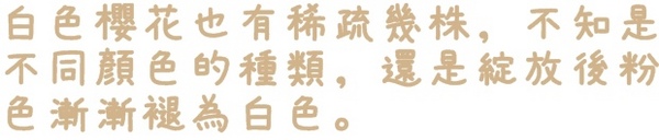 騰龍御櫻：【新北◍•ᴗ•◍新店】賞花・騰龍御櫻賞吉野櫻✯文山木柵貓空賞櫻景點｜漫山遍野櫻花林秘境[吉野櫻]