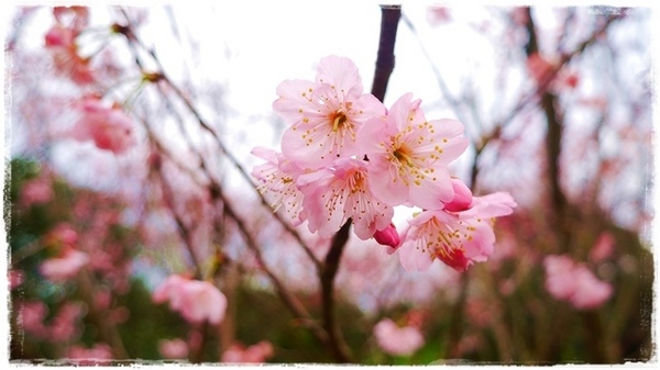 騰龍御櫻：【新北◍•ᴗ•◍新店】文山木柵老泉里✯私房景點・騰龍御櫻賞櫻｜漫山遍野櫻花林秘境[白色霧社山櫻、郁李、河津櫻、八重櫻]