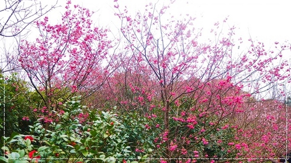 騰龍御櫻：【新北◍•ᴗ•◍新店】文山木柵老泉里✯私房景點・騰龍御櫻賞櫻｜漫山遍野櫻花林秘境[白色霧社山櫻、郁李、河津櫻、八重櫻]