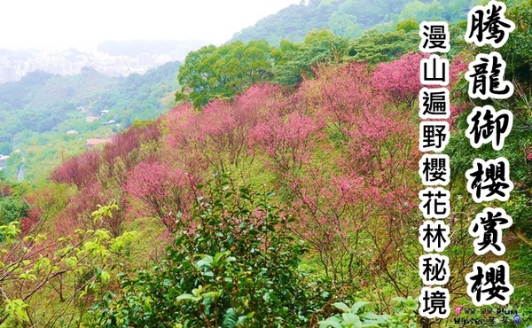 騰龍御櫻：【新北◍•ᴗ•◍新店】文山木柵老泉里✯私房景點・騰龍御櫻賞櫻｜漫山遍野櫻花林秘境[白色霧社山櫻、郁李、河津櫻、八重櫻]