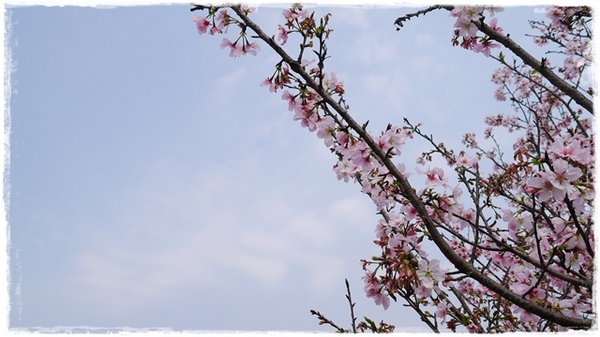 騰龍御櫻：【新北◍•ᴗ•◍新店】賞花・騰龍御櫻賞吉野櫻✯文山木柵貓空賞櫻景點｜漫山遍野櫻花林秘境[吉野櫻]