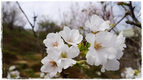 騰龍御櫻：【新北◍•ᴗ•◍新店】賞花・騰龍御櫻賞吉野櫻✯文山木柵貓空賞櫻景點｜漫山遍野櫻花林秘境[吉野櫻]
