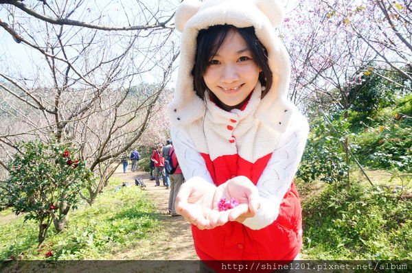 騰龍御櫻：【新店賞櫻】騰龍御櫻.2015/2/13新店木柵線千株櫻花林