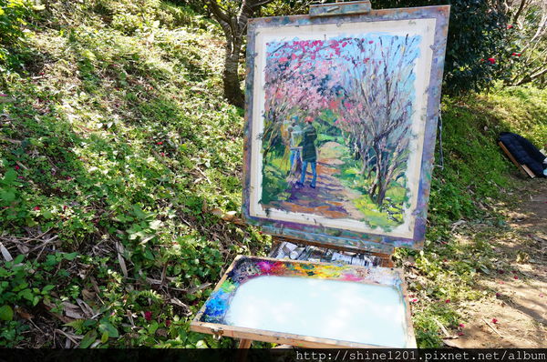 騰龍御櫻：【新店賞櫻】騰龍御櫻.2015/2/13新店木柵線千株櫻花林