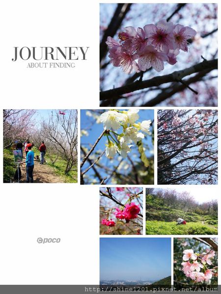 騰龍御櫻：【新店賞櫻】騰龍御櫻.2015/2/13新店木柵線千株櫻花林