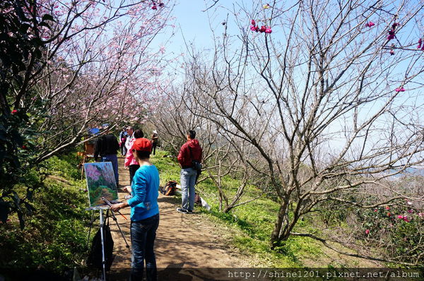 騰龍御櫻：【新店賞櫻】騰龍御櫻.2015/2/13新店木柵線千株櫻花林