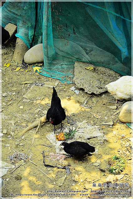 新光里北寮老街彩繪村:【臺南】關廟區。北寮老街 新光里彩繪村