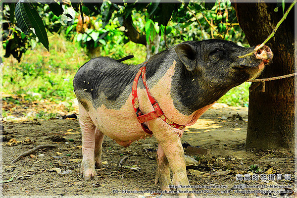 新光里北寮老街彩繪村:【臺南】關廟區。北寮老街 新光里彩繪村