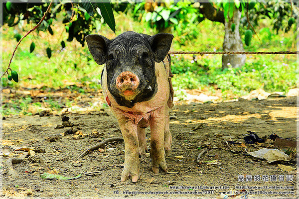 新光里北寮老街彩繪村:【臺南】關廟區。北寮老街 新光里彩繪村