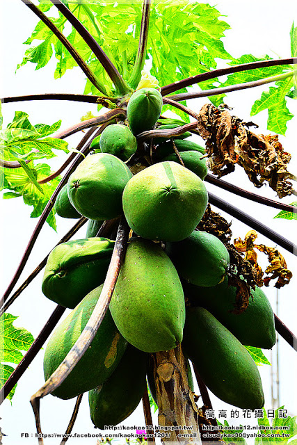 新光里北寮老街彩繪村:【臺南】關廟區。北寮老街 新光里彩繪村