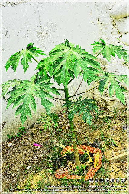 新光里北寮老街彩繪村:【臺南】關廟區。北寮老街 新光里彩繪村