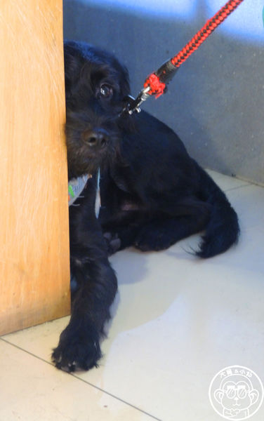 朝日吐司部：呷飽祙【宜蘭羅東･朝日吐司部】超夯的碳烤吐司來這吃