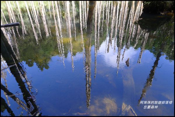 忘憂森林17.JPG