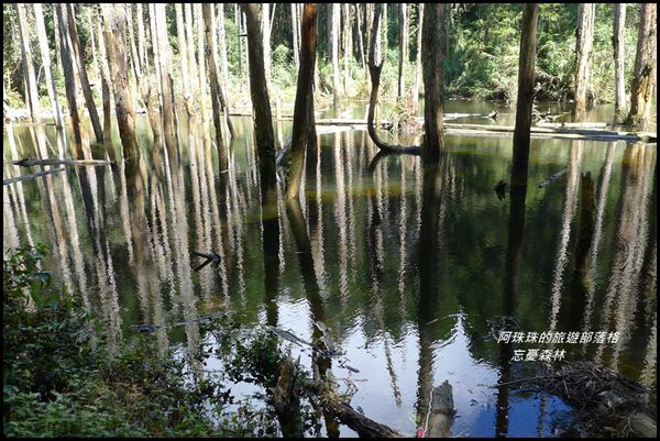 忘憂森林23.JPG
