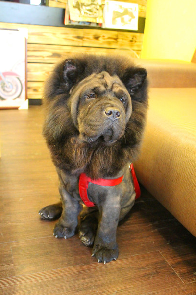 CHOW CHOW BAGEL：[台南]貝果新滋味 CHOW CHOW BAGEL