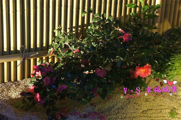 DSC04137 [-1]_meitu_6.jpg