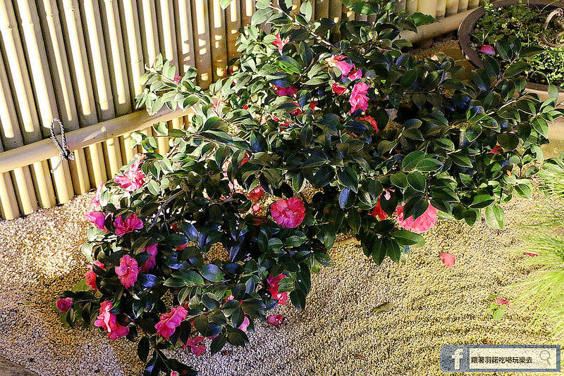 椿子日式料亭06