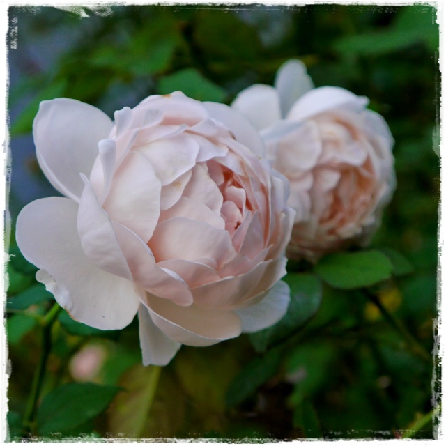 臺北玫瑰園秋季玫瑰展