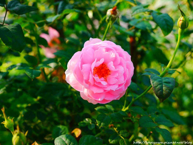 台北花博新生玫瑰園
