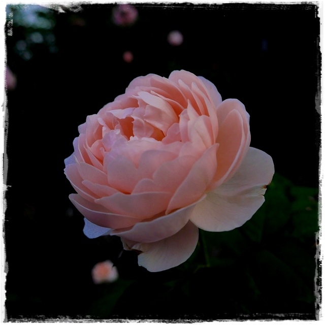 臺北玫瑰園秋季玫瑰展