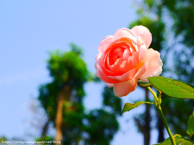 台北花博新生玫瑰園