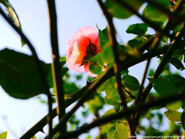 台北花博新生玫瑰園