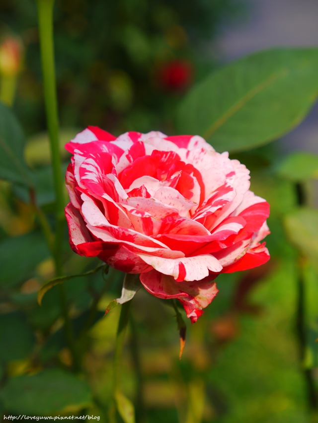 台北花博新生玫瑰園