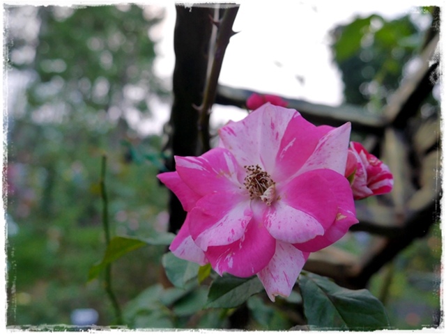 臺北玫瑰園秋季玫瑰展