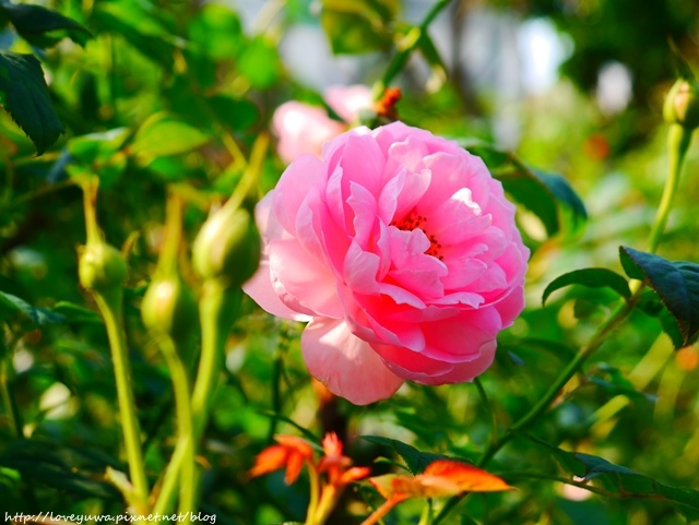 台北花博新生玫瑰園