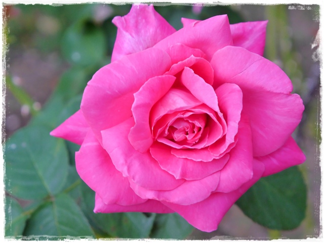 臺北玫瑰園秋季玫瑰展